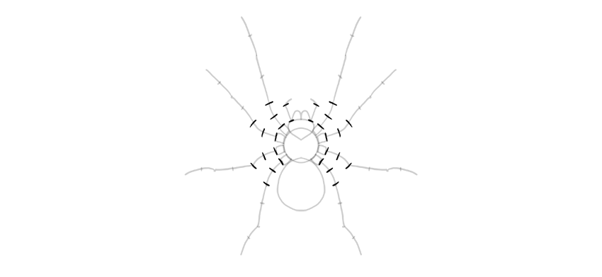 Как нарисовать паука карандашом поэтапно