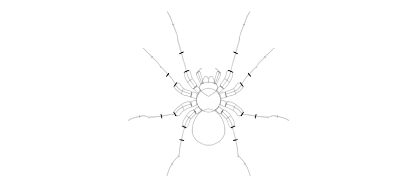 Как нарисовать паука карандашом поэтапно