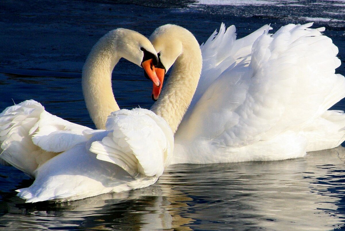 Лебедь символ любви. Лебеди неразлучники. Красивые лебеди. Любовь и лебеди. Верность лебедей.