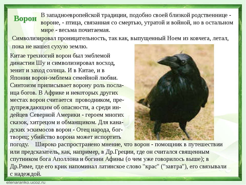 Два ворона значение. Черный ворон символ чего. Что символизирует ворон. Ворон что символизирует птица. Ворон описание.