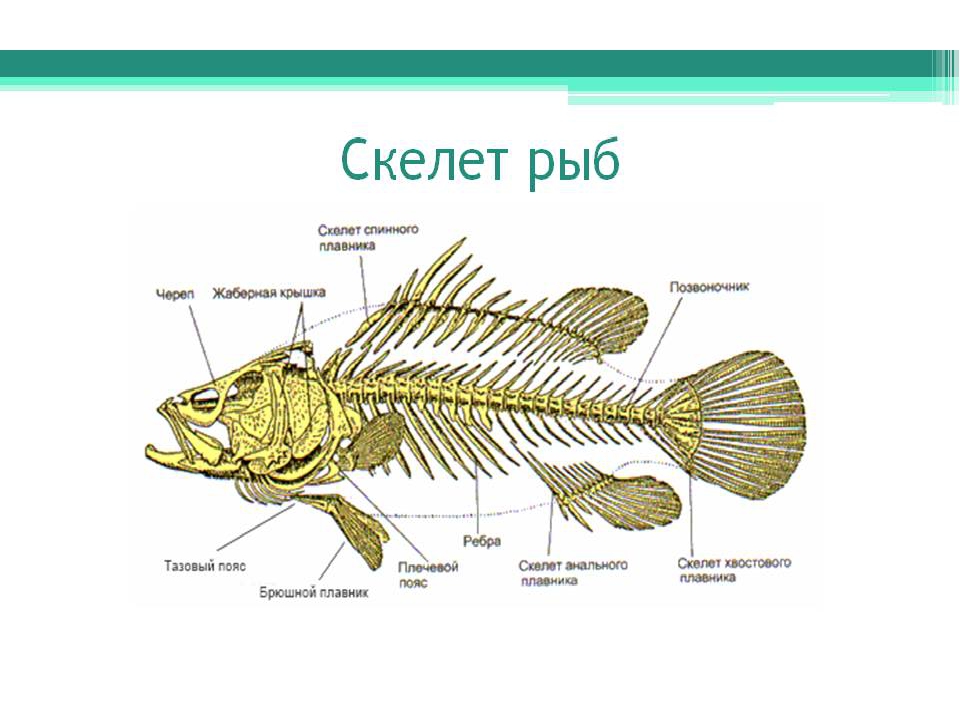 Внутренний скелет костной рыбы. Скелет система рыб. Опорно двигательная система костных рыб. Скелет костной рыбы 7 класс биология. Опорно двигательная система рыб 7 класс.
