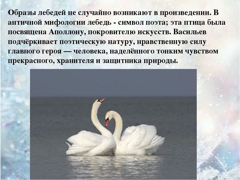 Белый лебедь произведение. Что символизирует лебедь. Лебедь для презентации. Образ лебедя. Литературные произведения о лебедях.