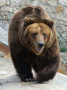 Символы России медведь