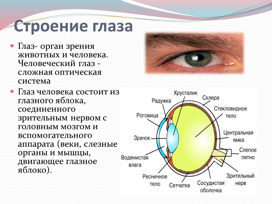 Рисунок глаза по биологии 8 класс