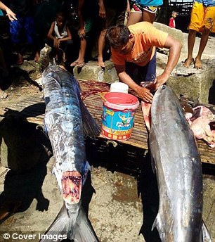 This image shows a normal blue marlin next to the mysterious tattooed fish