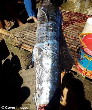 Mr Tano said that the 24-kilo marlin that he caught never had a tattoo