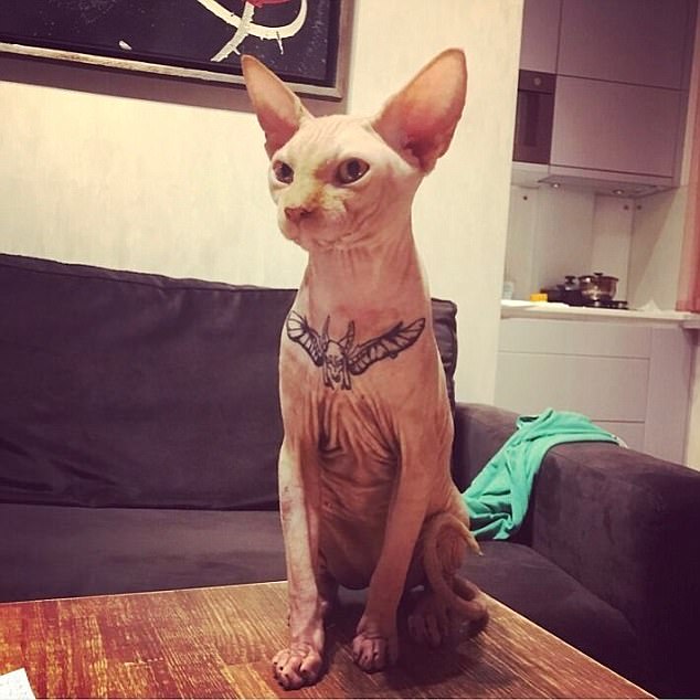 Tat cat:  Elena Ivanickaya from Chernihiv in northwest Ukraine, has come under fire after having her Sphynx cat tattooed