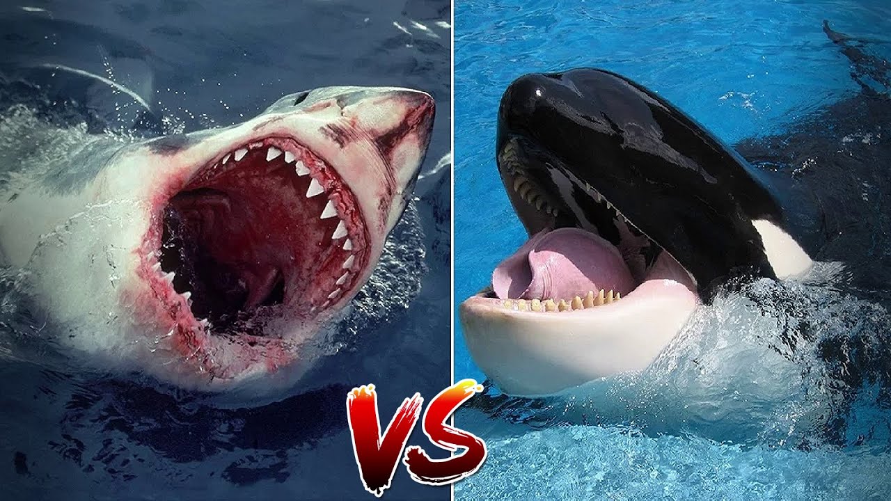 Белая акула против. Касатка против белой акулы. Акулы и касатки киты. Касатка vs белая акула. Касатки против акул.