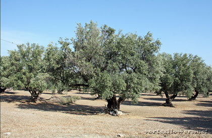 легенды об оливе
