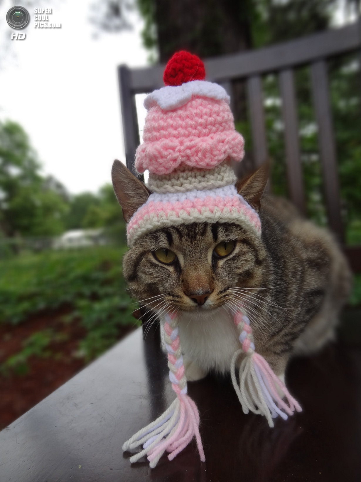 Животные шляпа. Шапочка кошки. Вязаная шапка кошка. Кот в шапке. Шапка 'кошка'.