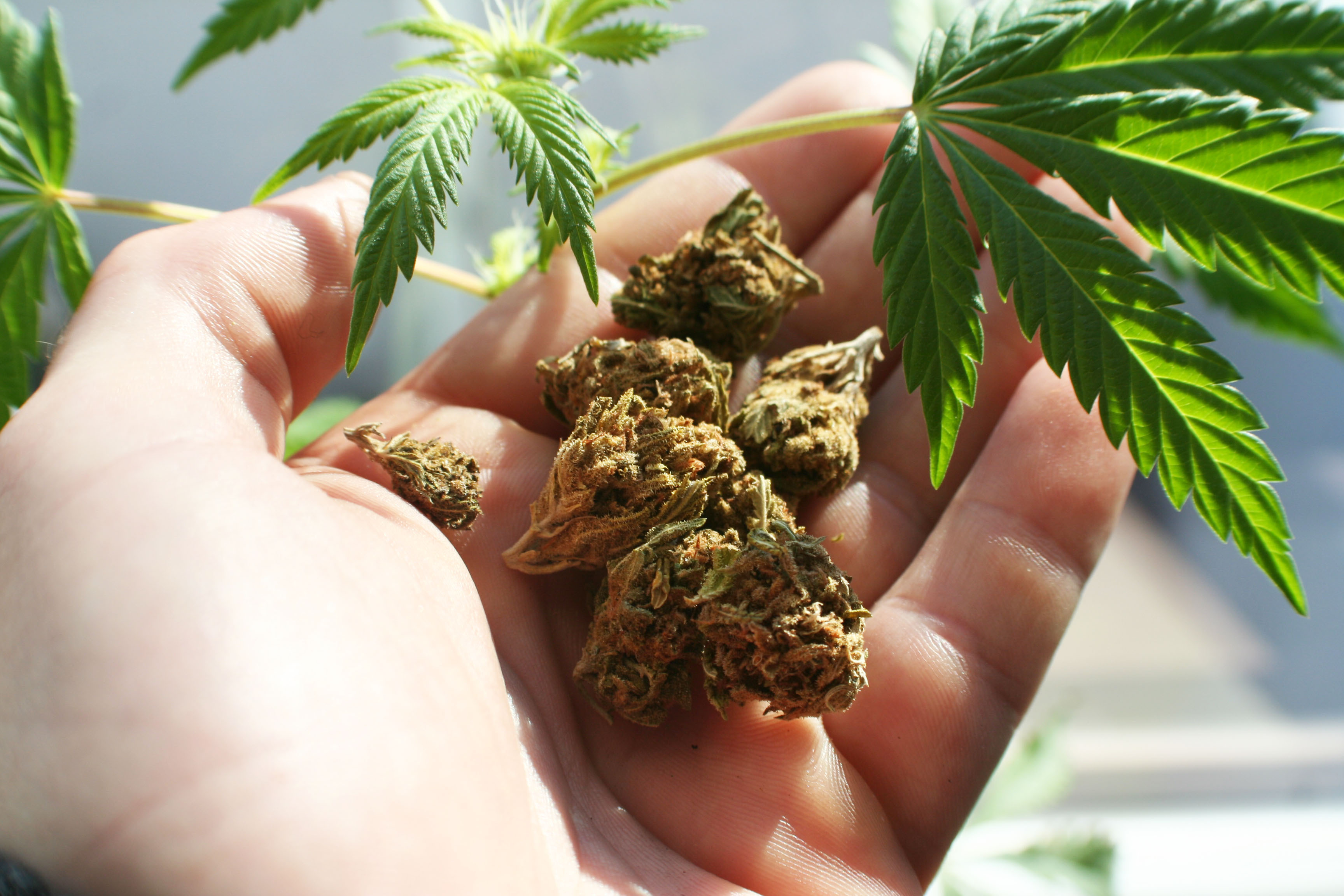 Курят ли листья марихуаны семена в шишках марихуаны
