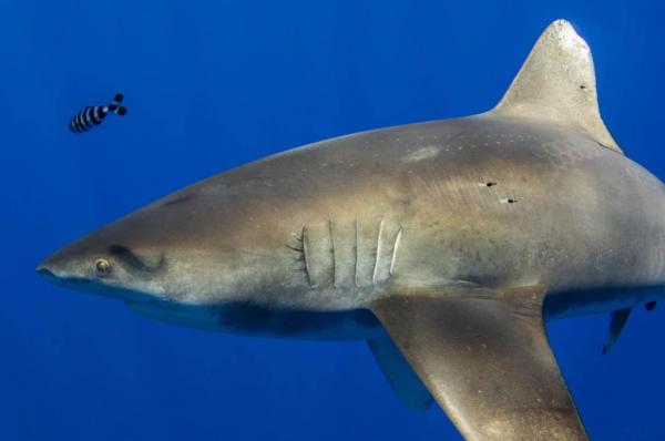 Дайвер сделал фото акулы, и людям страшно. Но не от вида хищника, а за него - он сражался с реальным Кракеном