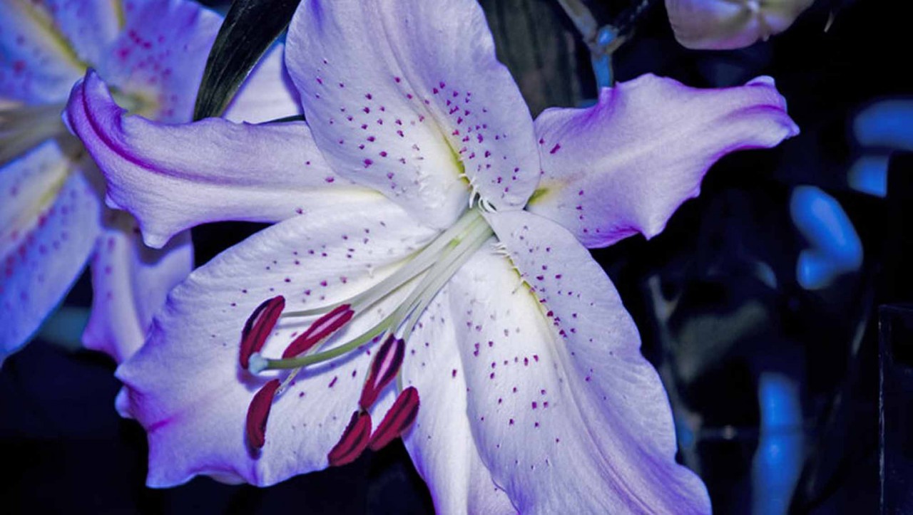 Фиолетовая лилия фото