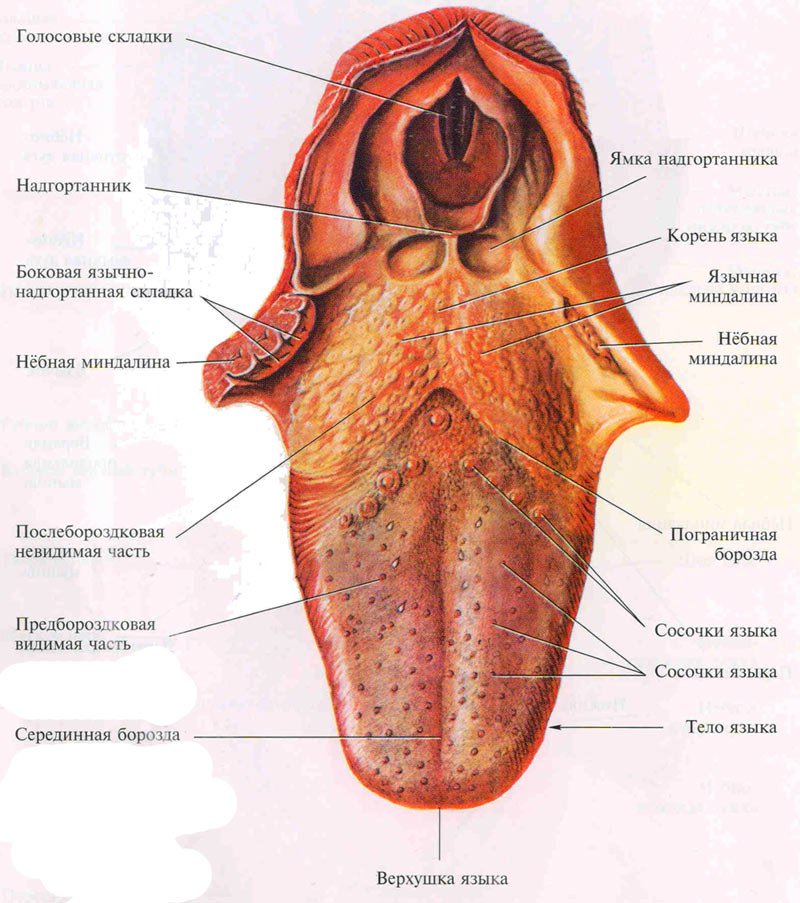 Рисунок языка человека