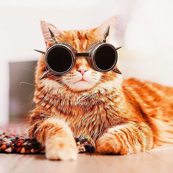 Ученый кот в очках картинки
