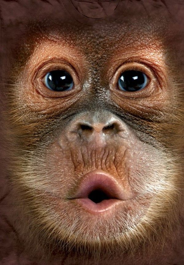 Фото сонной обезьяны