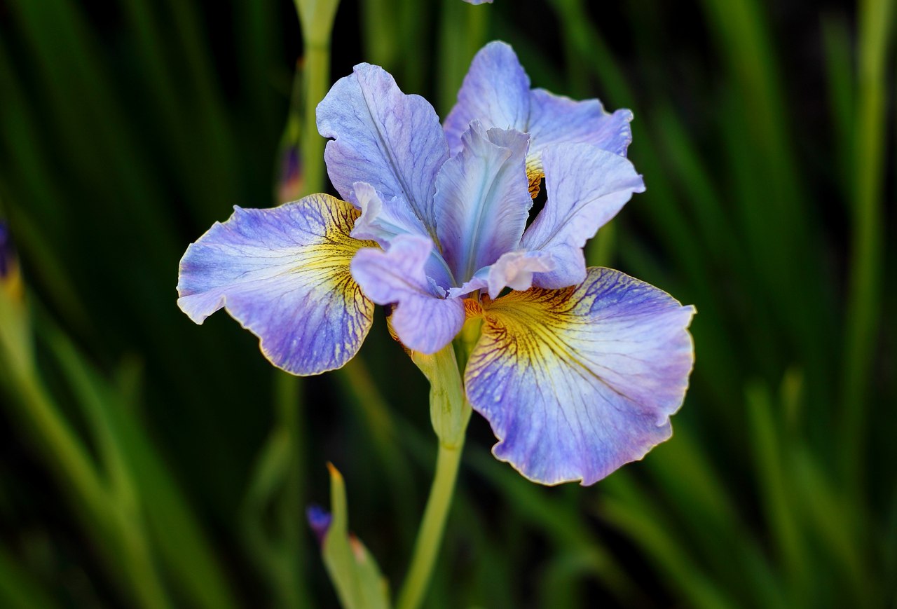 Ирис донат. Ирис гибридный (Iris hybrida " Cantina"). Ирис гибридный - Iris 'Altruist'. Ирис гибридный 'Chickee'. Ирис Касатик Людвига.