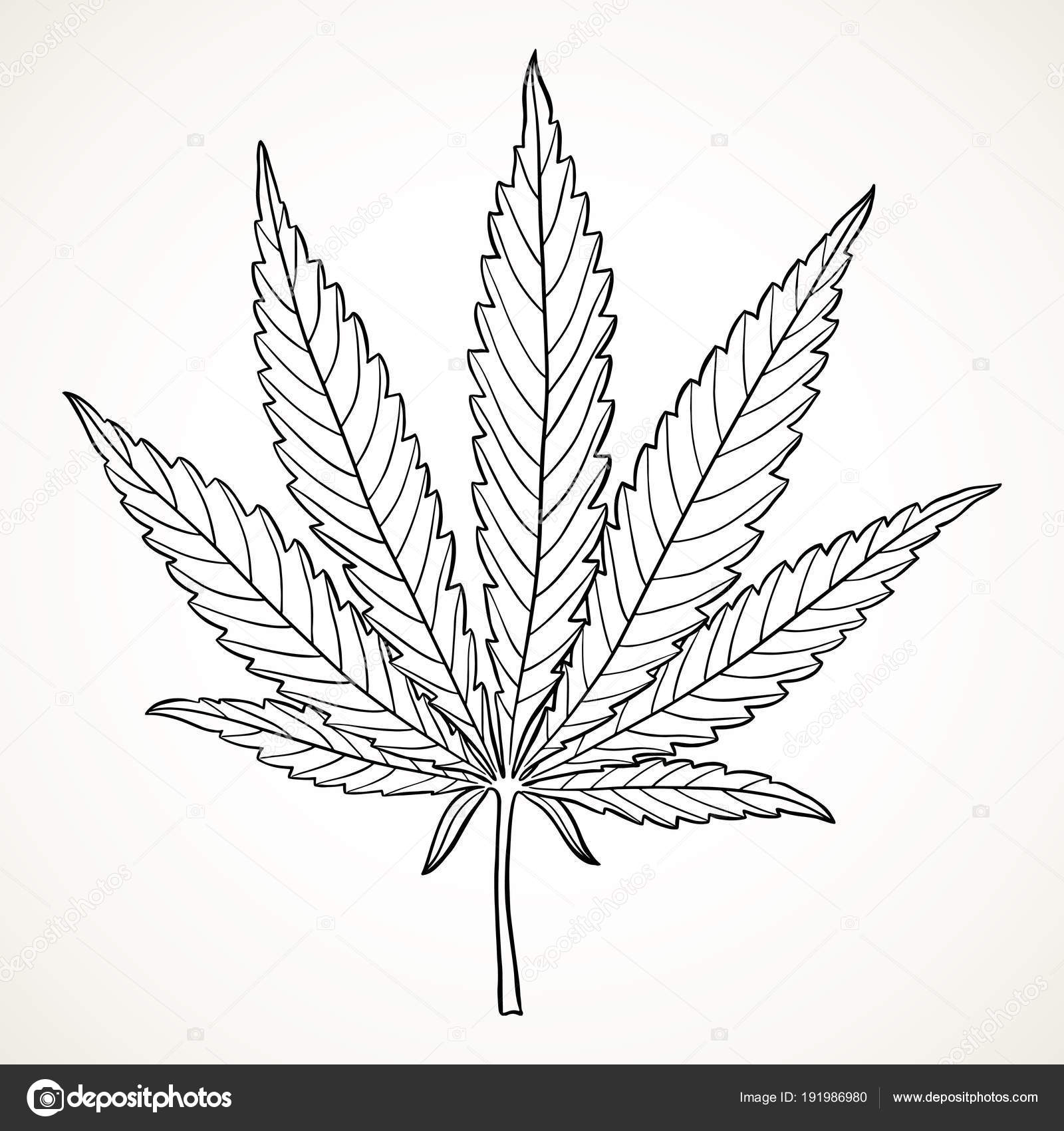 Рост марихуаны во время цветения тор браузер на андроид hydra