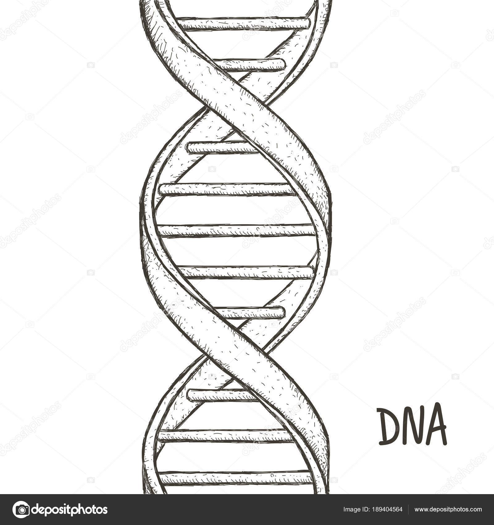 Молекула днк рисунок. Спираль ДНК. ДНК нарисовать. Цепь ДНК вектор. ДНК карандашом.