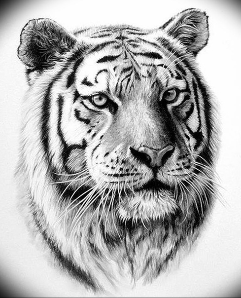 Картинки тату тигр
