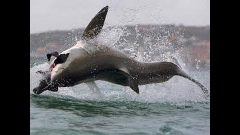 Нападение дельфинов. Касатка Дельфин акула. Касатка опасна.