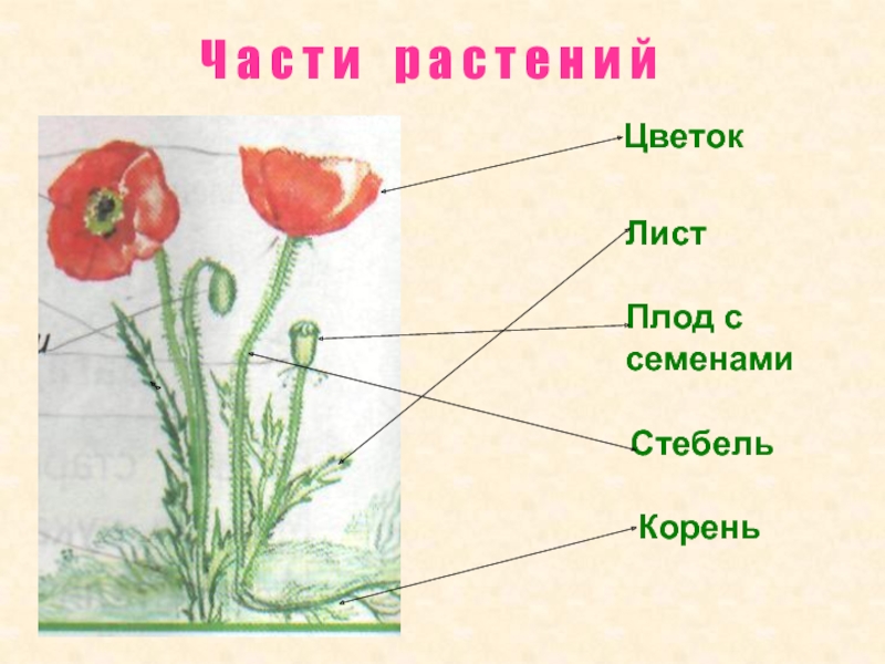 Строение цветка мака схема