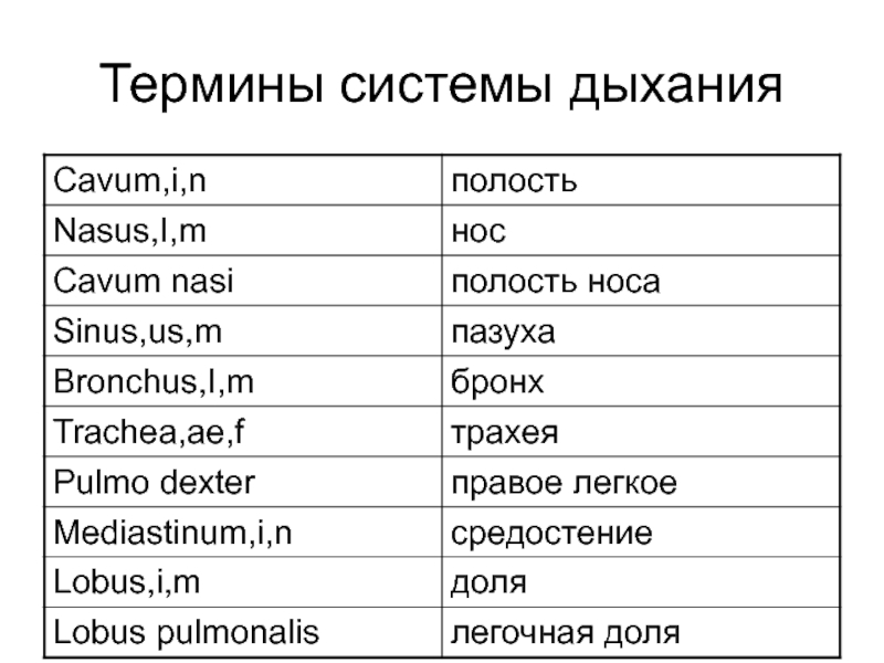 Простерилизуй на латинском. Термины на латыни. Медицинские термины на латыни. Латинские термины. Основные понятия на латыни.