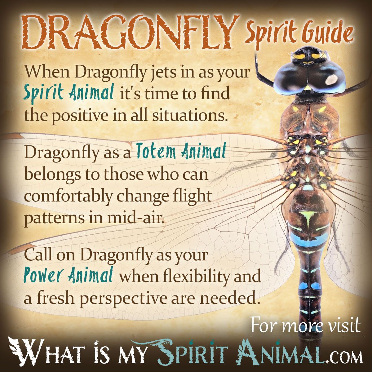 Dragonfly Spirit Totem Power Animal Symbolism Meaning 1200x1200