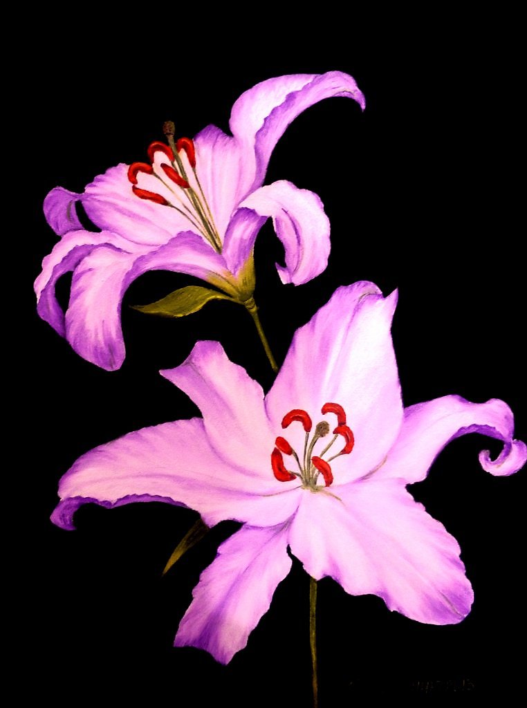 Фиолетовая лилия фото