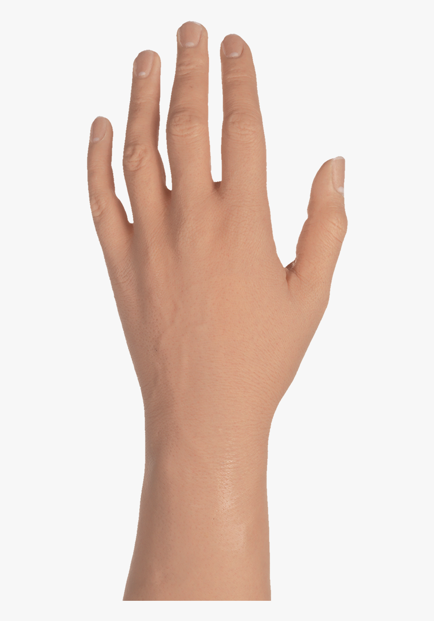 Фото руки пнг. Кисть руки. Женская кисть руки. Женская ладонь. Тыльная сторона руки.