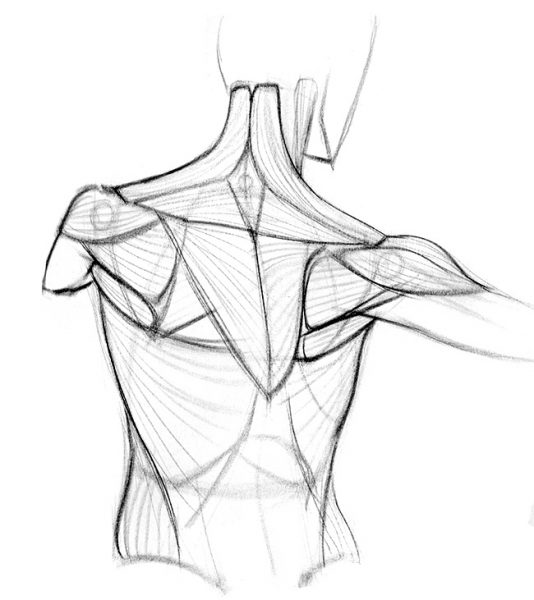 Draw-Shoulder-Bones-13