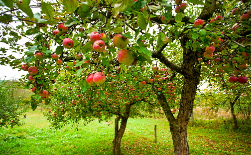 Мистическое значение яблока и яблони