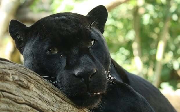 panther totem