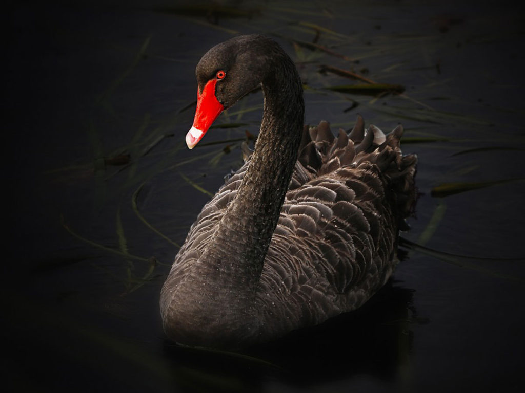 black swan spirit animal