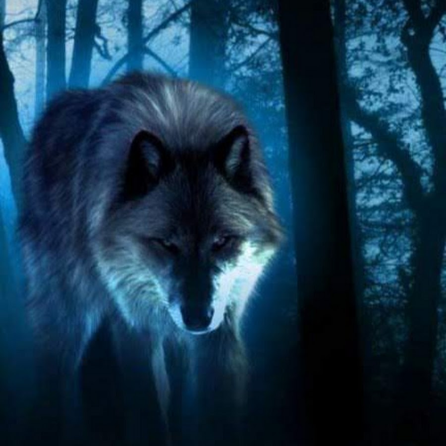 Волк в ночью ходит
