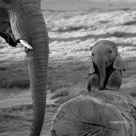 Очаровательные маленькие слонята (33 фото)