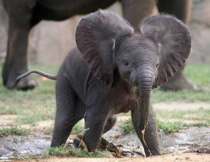 Очаровательные маленькие слонята (33 фото)