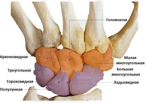 Запястье на картинке