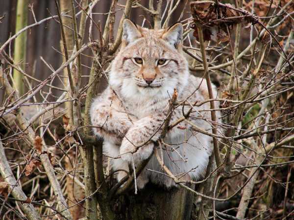 Рысь в марий эл фото