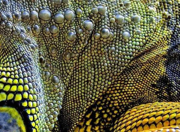 Королевская ящерица Виды ящериц. Описание, особенности