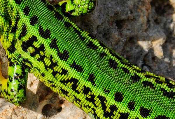 Королевская ящерица Виды ящериц. Описание, особенности