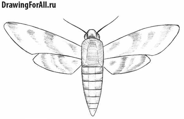 Как рисовать мотылька