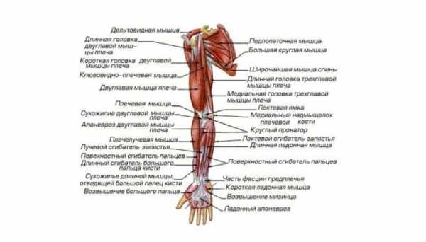 Запястье руки где находится фото